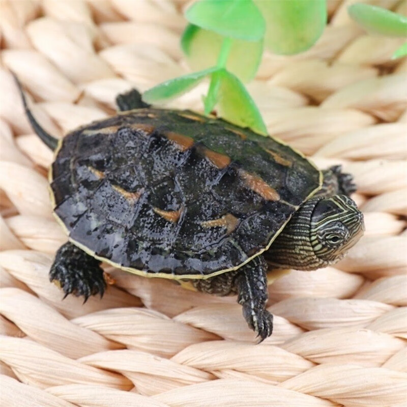 龟龟爬天下珍珠龟花龟 活物宠物龟外塘饲养台湾六线草龟花龟水龟小