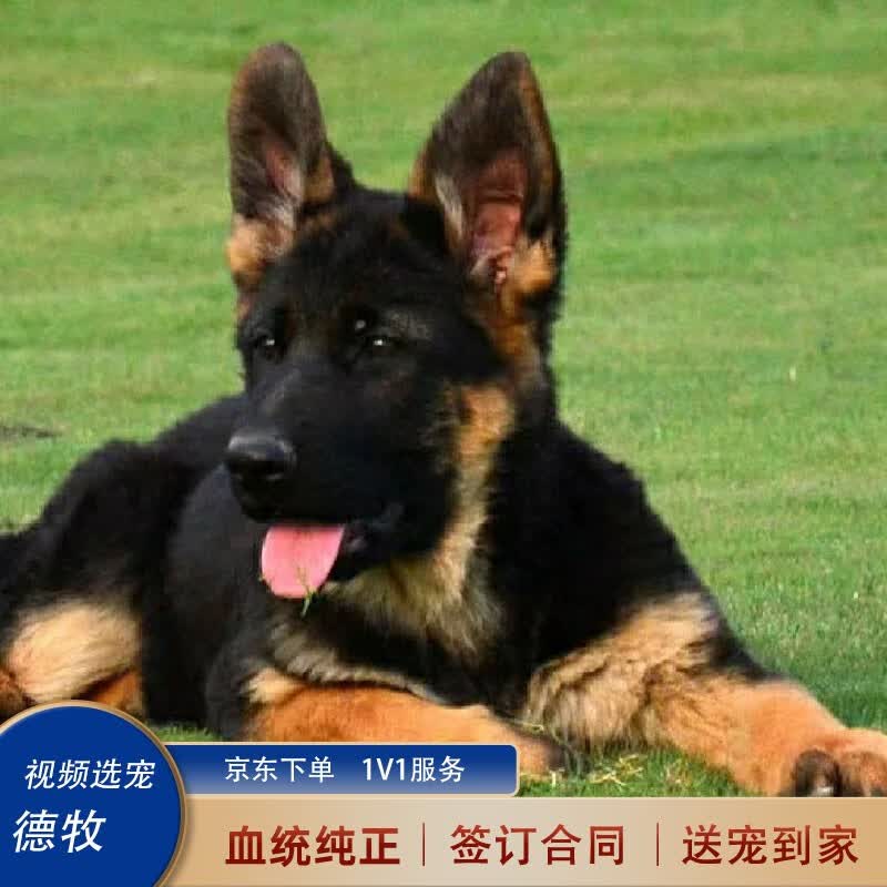 喵然心动 德牧幼犬黑背东德国牧羊犬警犬军犬大型狼狗猎犬宠物狗活体 宠物级 德牧高性价比高么？