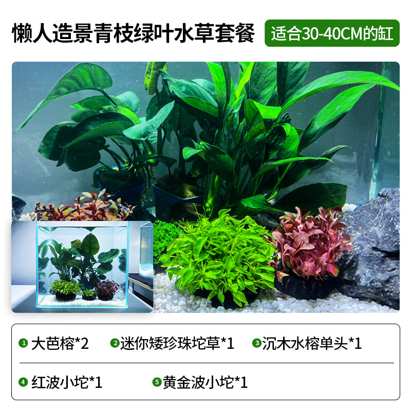 贝拉缘疯狂水草鱼缸水草植物真草阴性草缸造景套餐水培莫斯蜈蚣水榕