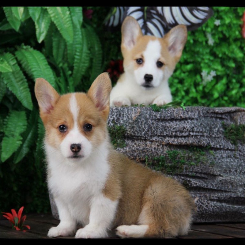 宁宠 柯基犬柯基幼犬宠物狗狗活体犬柯基犬小狗崽活物双色三色短腿狗