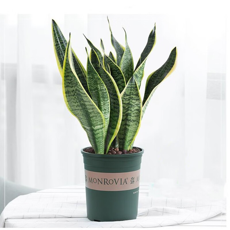 虎皮兰大盆虎尾兰盆栽客厅新装修房子净化空气银脉大颗