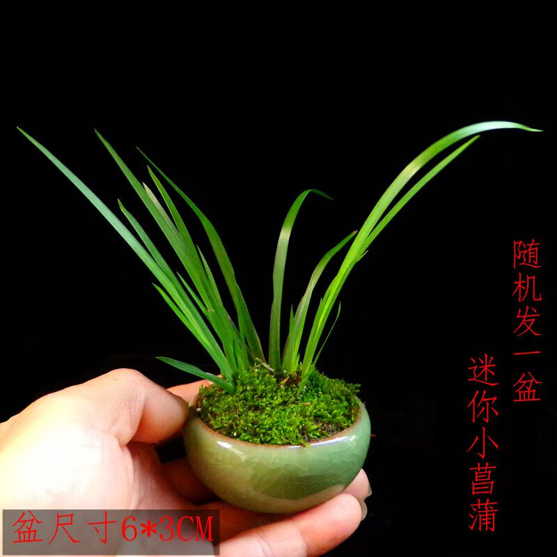 卉双龙根菖蒲微盆景绿植室内水培办公桌昌蒲草养龟水培植物盆栽t11