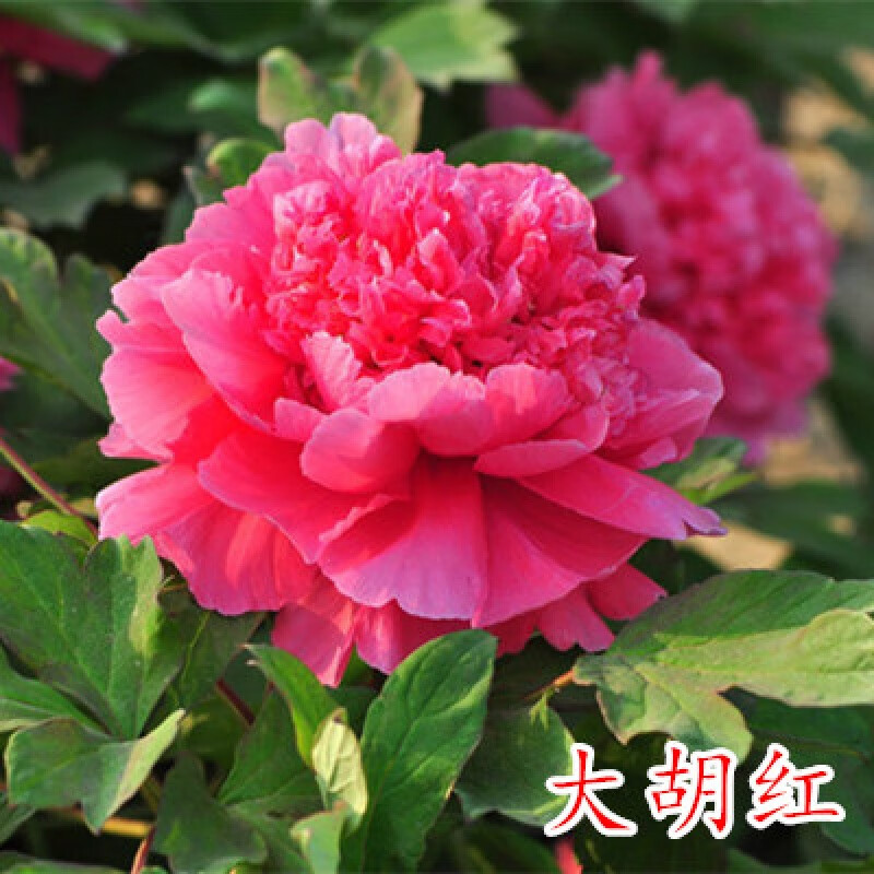 洛阳牡丹花苗大苗盆栽四季开花不断别墅庭院校园风景区绿化植物花卉