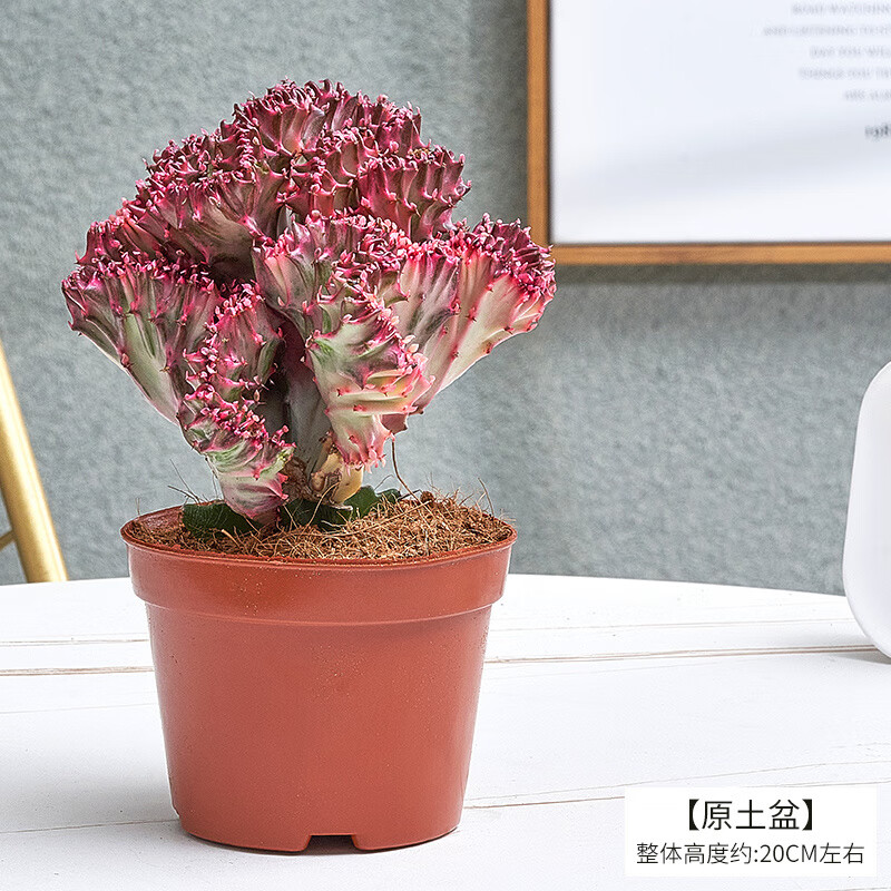 锁季彩麒麟盆栽多肉仙人掌植物耐旱好养绿植室内办公室春峰盆景 彩