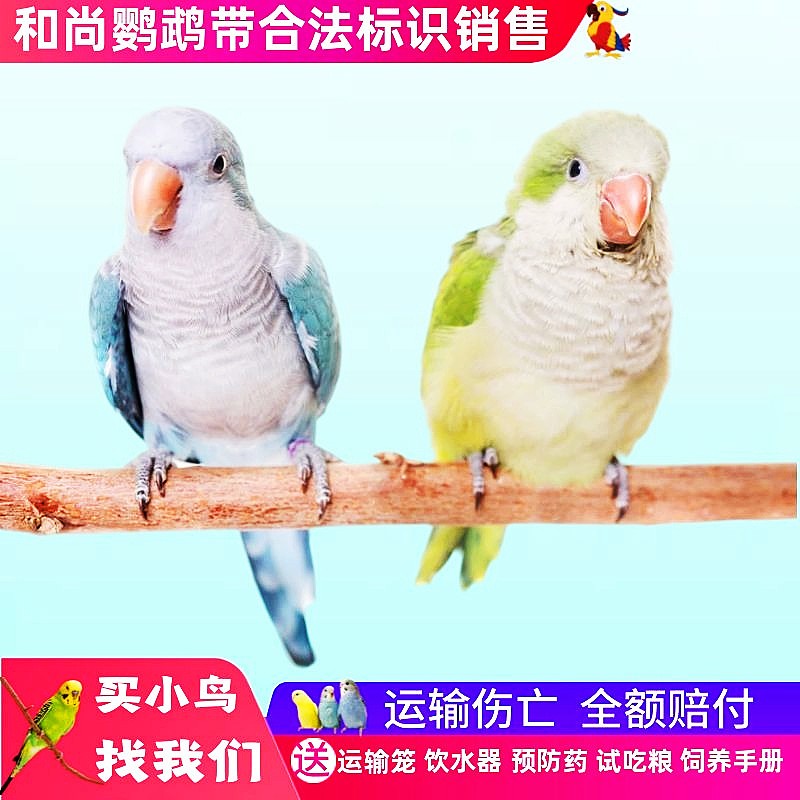 和尚鹦鹉活体鸟中大型鹦鹉活物绿胖子蓝胖子观赏亲人说话鹦鹉 绿和尚