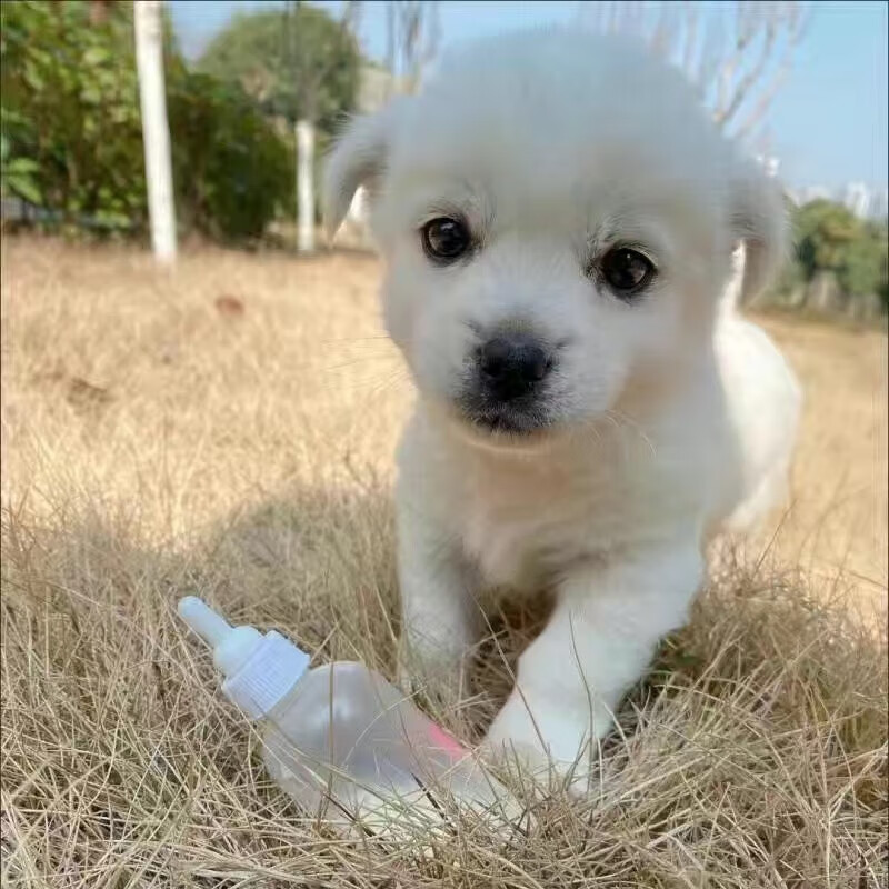 中华田园犬土狗混血犬家养小型犬看家护院童年玩伴 田园级 白色土狗