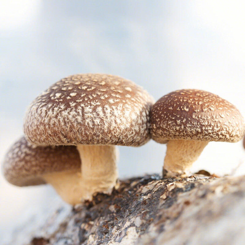 农之子 蘑菇种植包观察生长菌包菌种自种菌菇猴头菇平菇香菇种子可