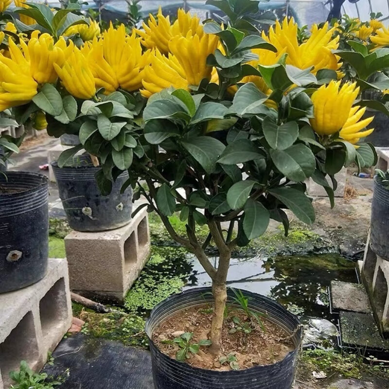 wmo金佛手树苗佛手柑盆栽当年结果阳台庭院绿植盆景果苗四季带花果 2