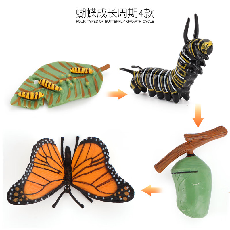 周期模型仿真蚂蚁青蛙蚊子蝴蝶进化过程科教幼儿园教具 蝴蝶成长周期