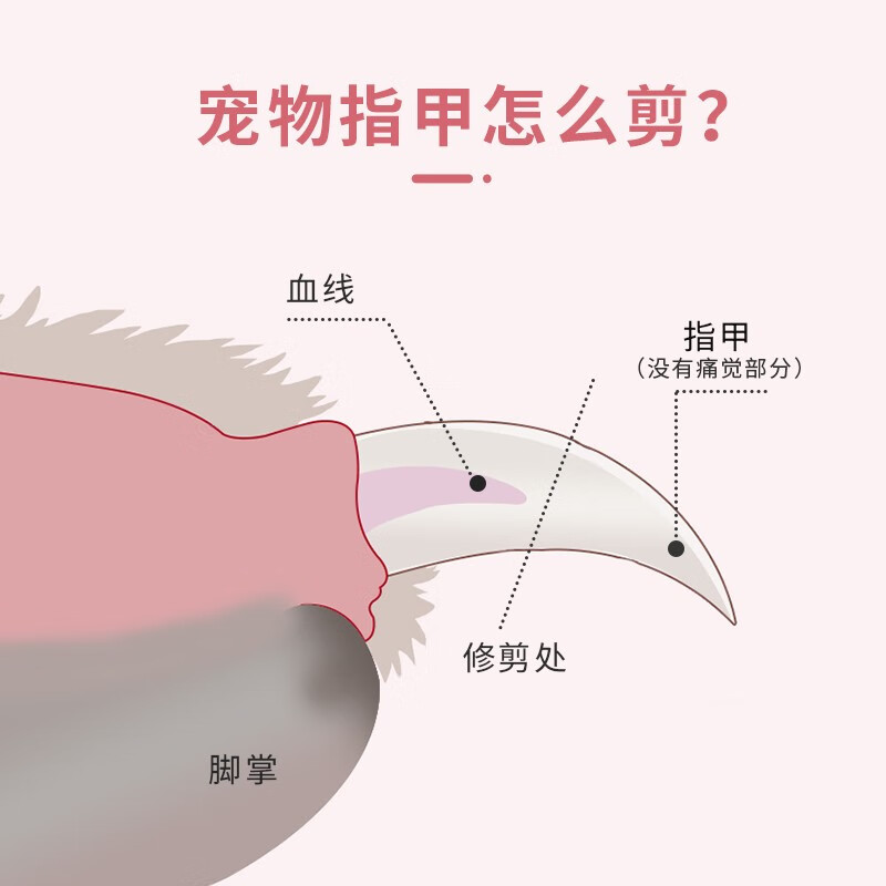 来旺兄弟狗狗指甲剪宠物指甲钳指甲剪刀两岁的柯基用大号小号？