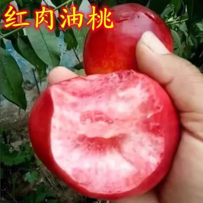 红肉油桃树苗 嫁接桃树苗晚熟油桃树苗特大号油桃 桃树果苗 桃苗 4年