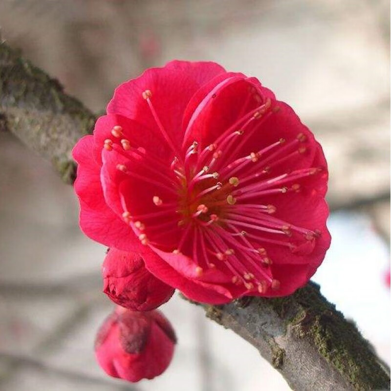 梅花盆景树桩梅花苗盆栽腊梅苗梅花树苗红梅绿梅花卉绿植梅兰竹菊