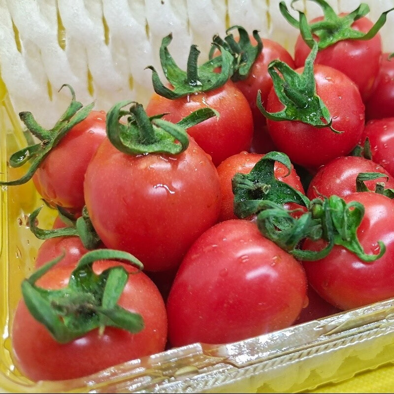 【顺丰包邮】正宗樱桃小番茄贝贝千禧果新鲜水果西红柿圣女果番茄 净重5斤【顺丰+泡沫箱】新鲜采摘