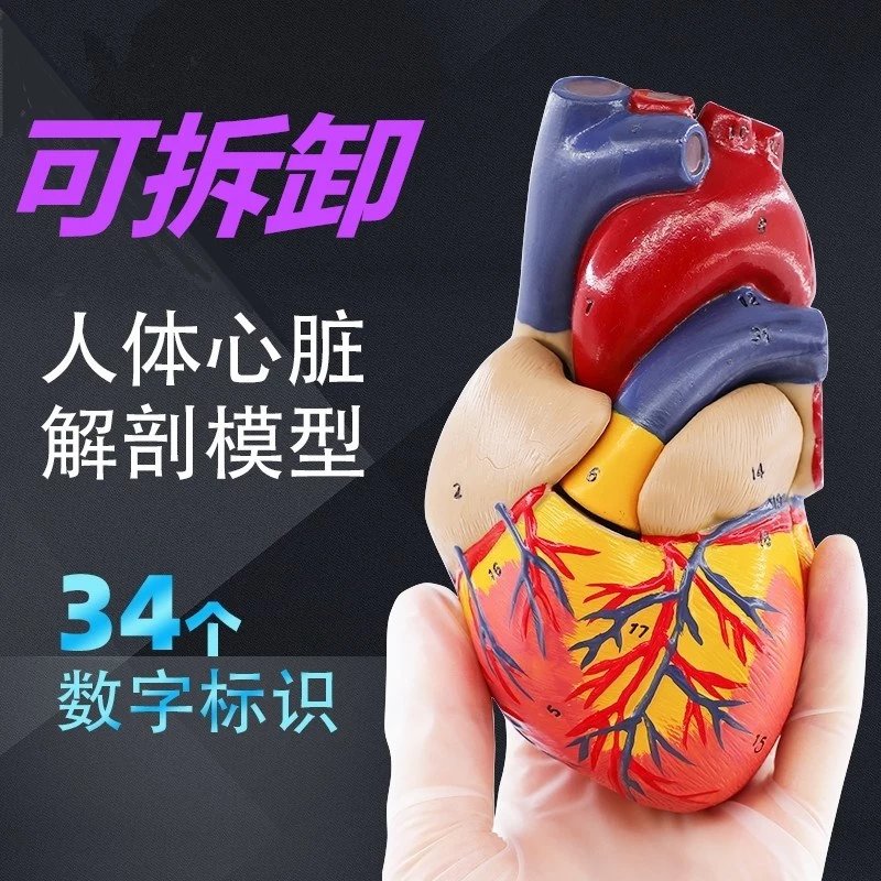 初中生物心脏模型人体解剖模型儿童玩具人体器官模型1:1可拆卸b超