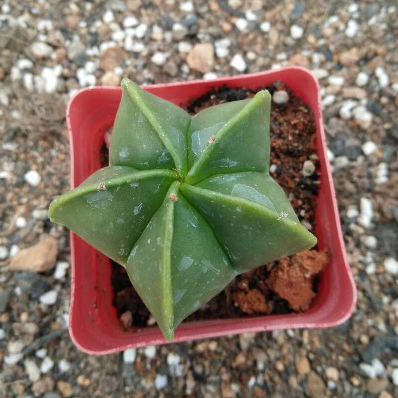 婩菊仙人球实生【五角鸾凤玉】5-6cm多肉植物品相好易养室内 实生鸾凤