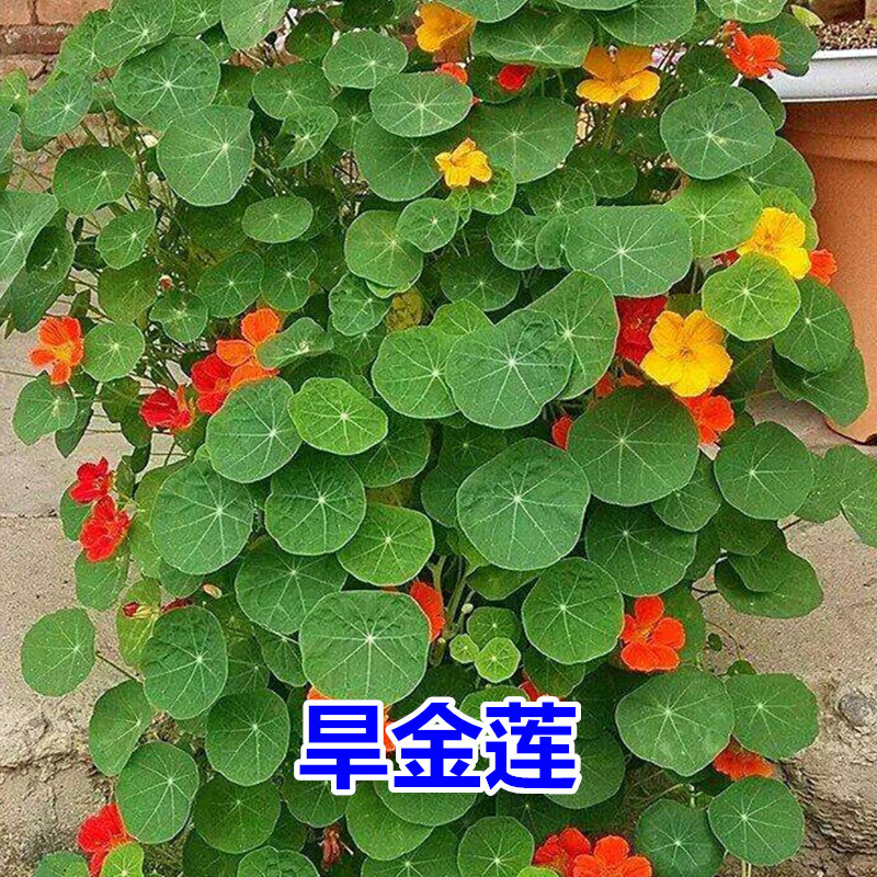 花支蕊旱金莲花种子四季种易活室外庭院阳台旱莲花种籽花籽旱荷花矮生