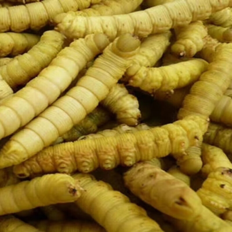 虎钢馋豆虫豆丹豆虫豆虫即食豆虫蛹豆虫活豆虫速冻山东豆虫 半斤 豆虫