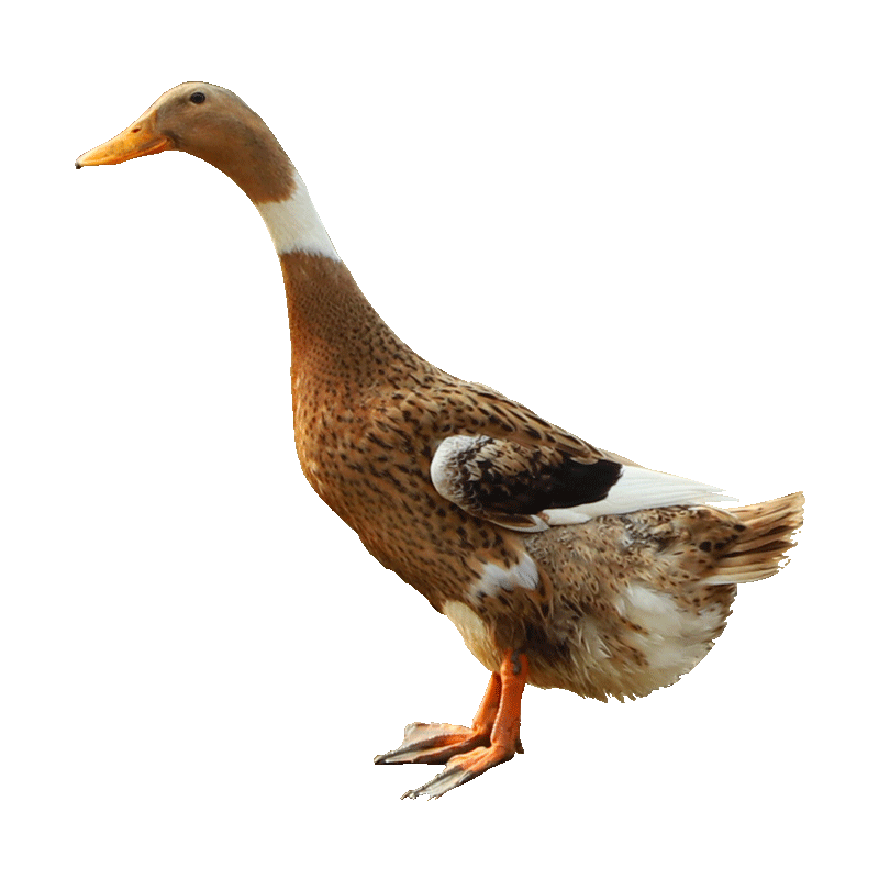 农家散养土鸭鸭子肉整只新鲜草鸭麻鸭现杀鸭肉1000g