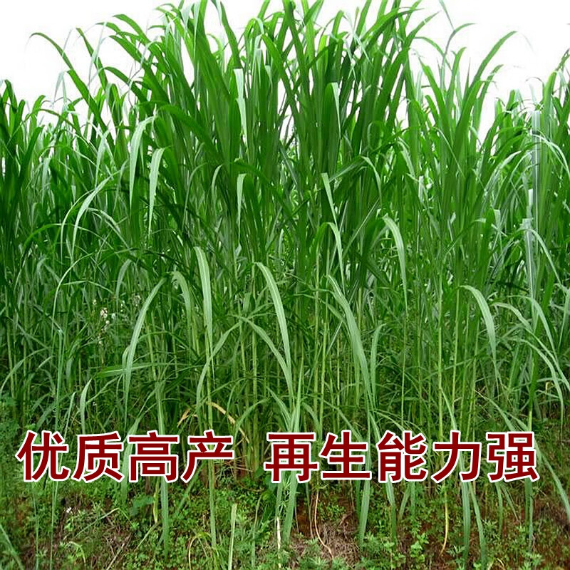 清晨露水 皇竹草种子甜象草种子粮竹草种子王草种子皇巨象杂交牧草
