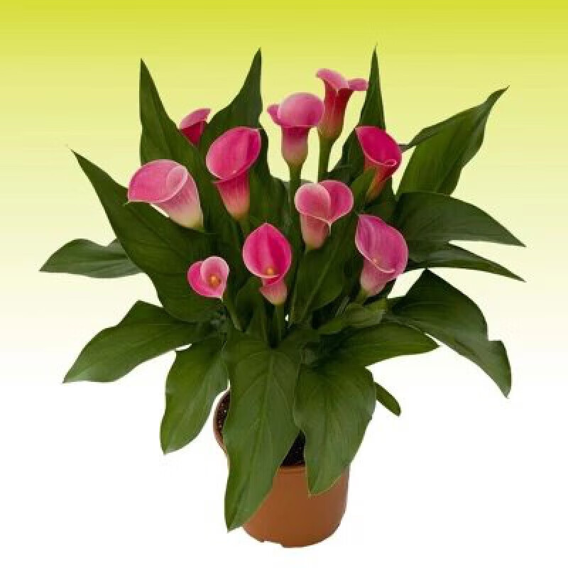 思取荷兰进口彩色马蹄莲种球阳台盆栽花卉大球块根四季种易活开花 幕