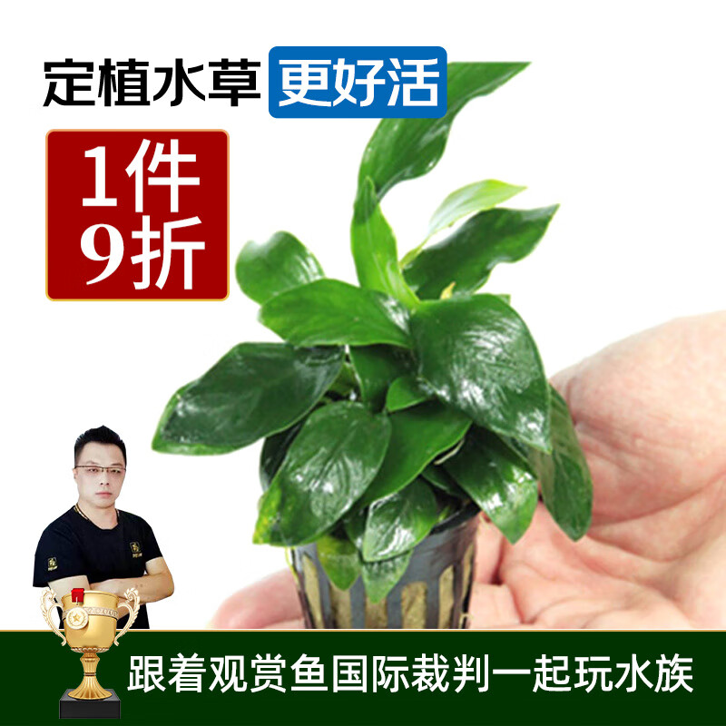 云峰海瑞水榕水草活体鱼缸造景套餐水榕椒榕活水草懒人新手真水草活体 小叶榕杯装属于什么档次？