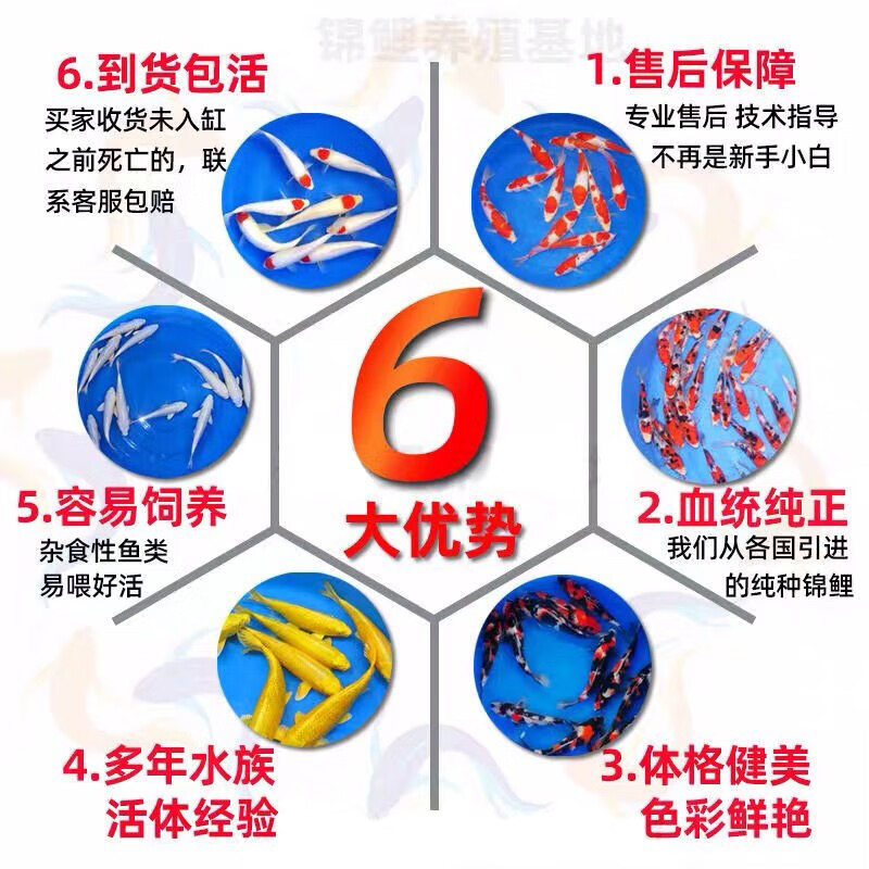招财如意锦鲤冷水观赏鱼大型纯种精品红白三色招财鱼好养耐活风水鱼活鱼 十全十美（随机颜色10条可指定） 30-35cm