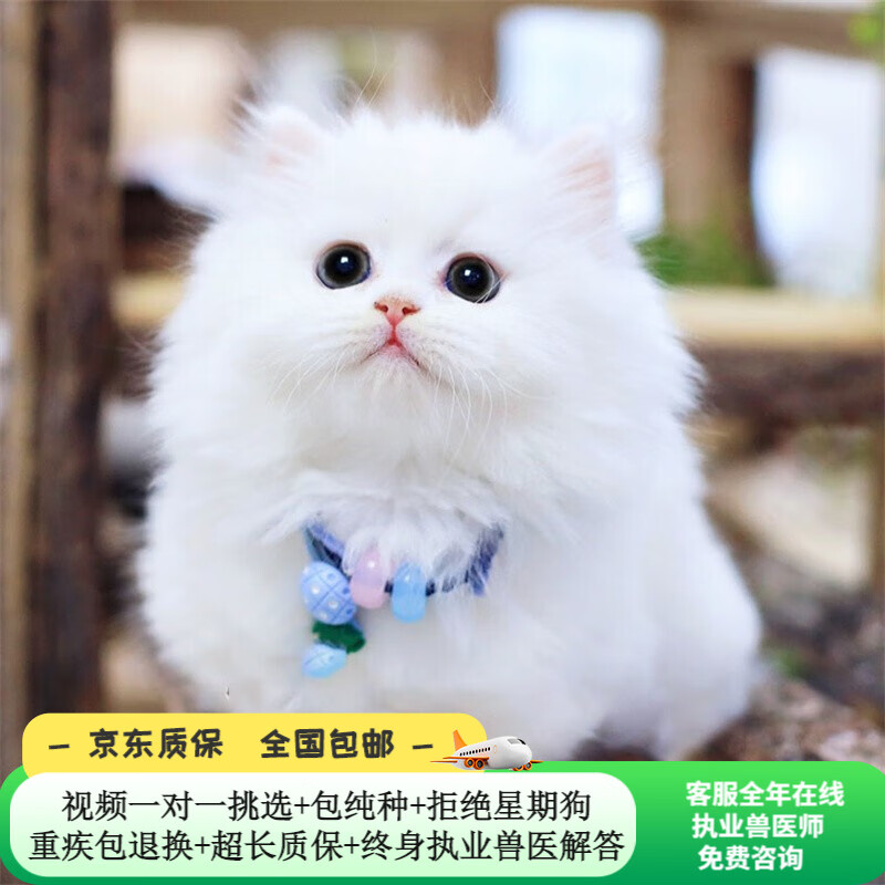 纯种金吉拉宠物猫幼猫长毛猫高地小奶猫温顺粘人宠物猫蓝眼银色小猫咪