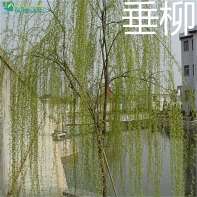 柳树苗垂柳黄金柳枝条杨柳金丝旱柳竹柳庭院工程绿化风景苗木速生