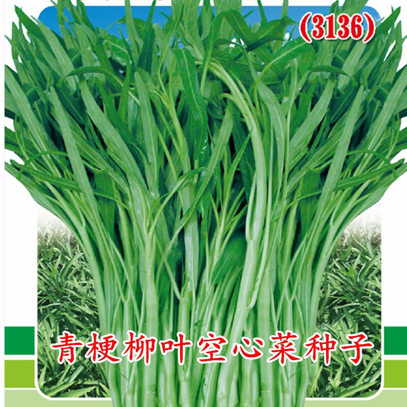 揭美青梗柳叶空心菜种子 青骨尖叶型通心菜雍菜籽 阳台盆栽田园易种