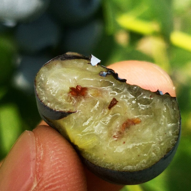 守望乡村【JD/顺丰】蓝莓国产新鲜丹东蓝莓孕妇宝宝新鲜水果 净重100g/盒 净重100g*4盒中果 15-18mm