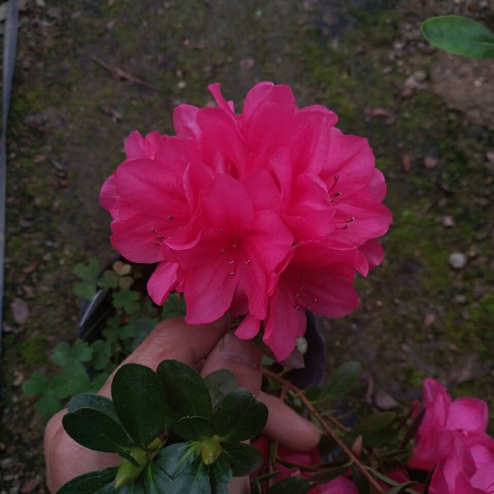 红腊皮杜鹃花 盆栽稀缺品种蜡皮杜鹃汉堡 夏鹃 东鹃 庭院窗台花卉 腊