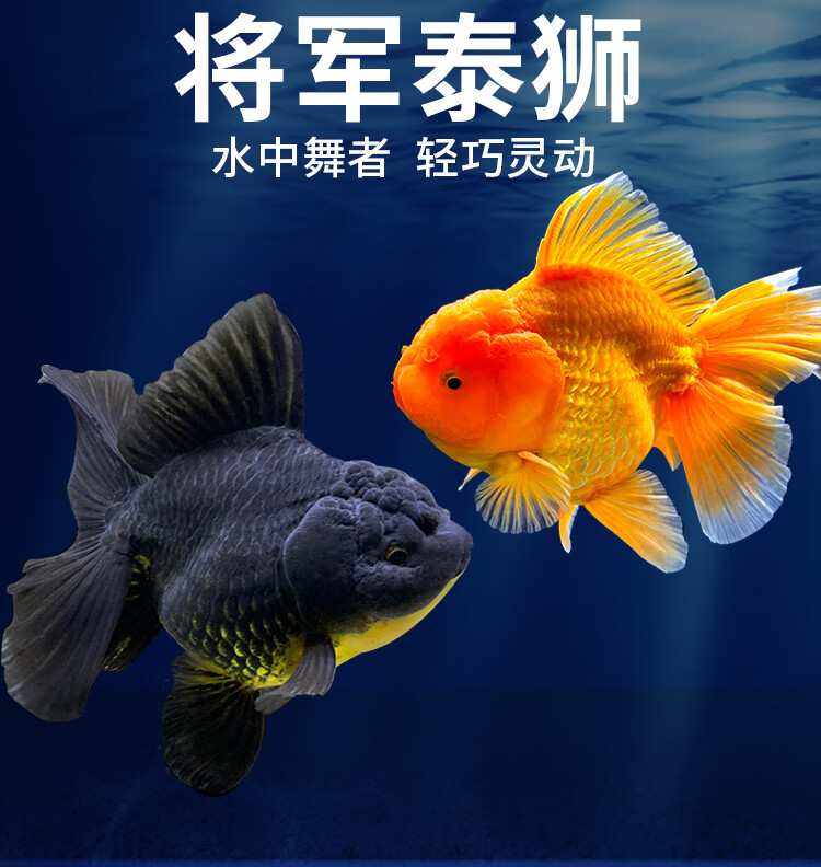 精品泰狮金鱼淡水冷水观赏鱼活体百褶裙黑泰狮红泰狮宠物金鱼国粹 6