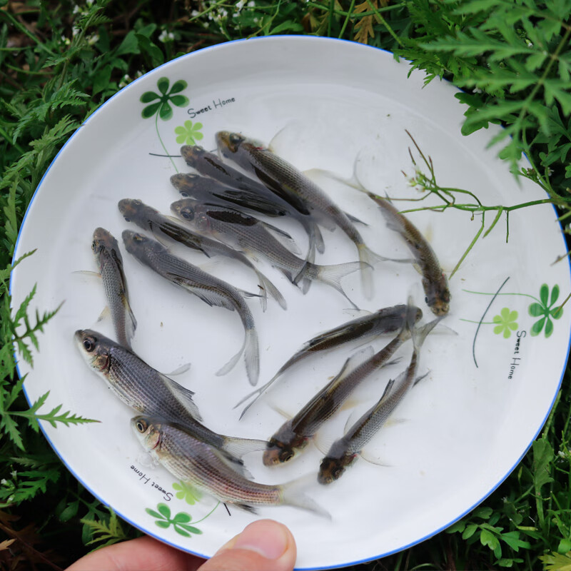 豆乐奇(douleqi)岩鲤岩原鲤黑鲤鱼墨鲤原生鱼稀有鱼食用观赏淡水养殖