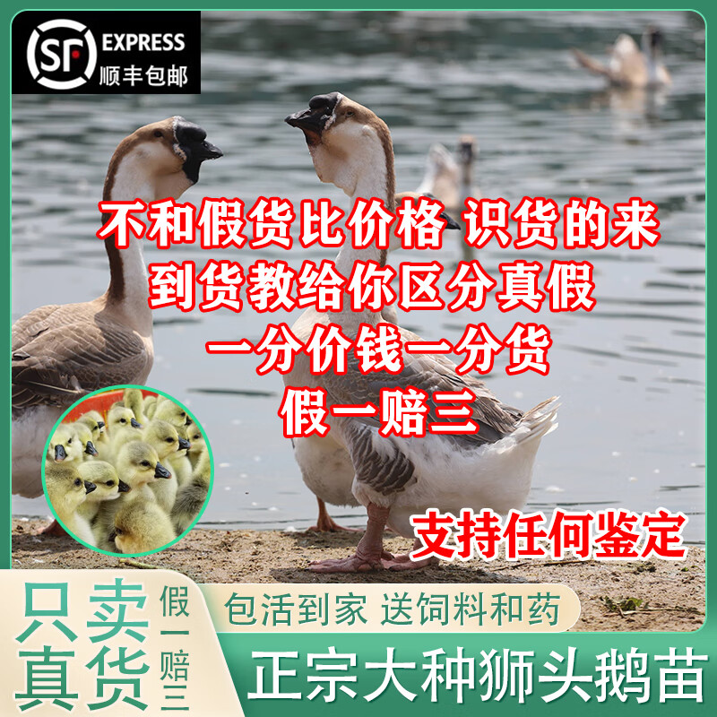 苗潮汕特大型狮子头鹅灰狮头鹅幼苗 【2只装】正宗狮头鹅苗(假一赔三)
