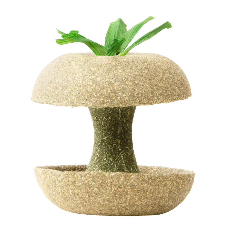 ���ڲ�����carno��ŵ����Ӫ��������˿��ĥ����ʳ�쾰��Ʒĥ���������� ƻ����