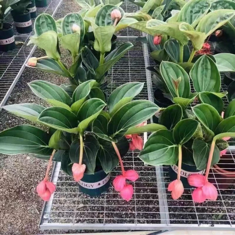 植果缘(fruit border)宝莲灯花盆栽带花苞花卉植物室内花好养四季开花