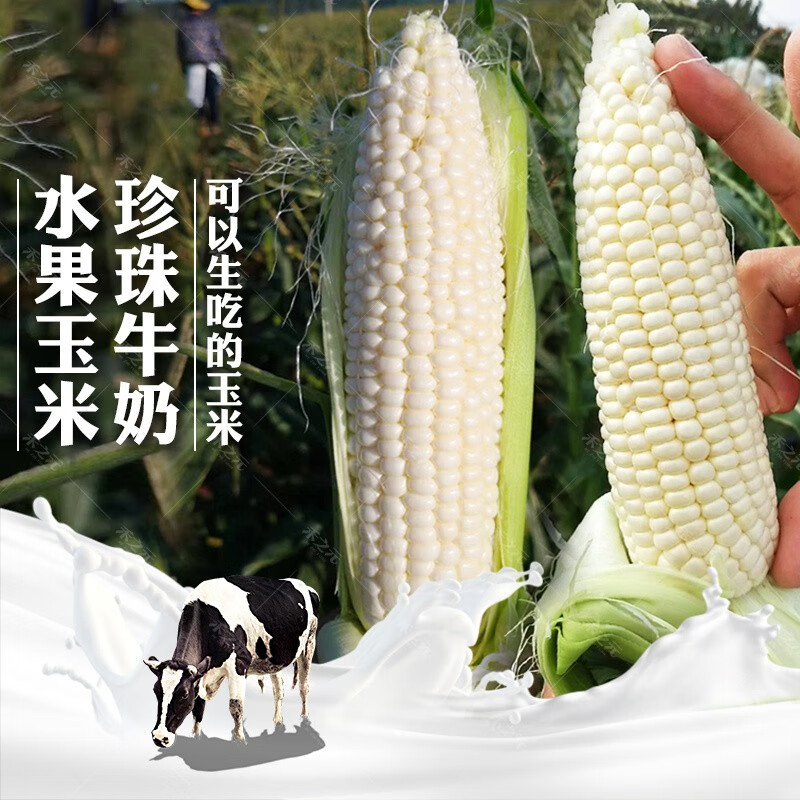 以琛珍珠牛奶水果玉米种子冰糖超甜白水果春季夏秋四季玉米孑 珍珠