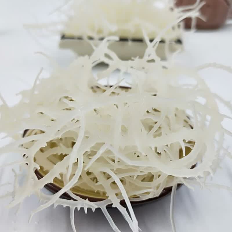 梦信渔家自晒龙须菜干货鹿角菜珊瑚草干海藻石花菜500g龙须菜商用 没