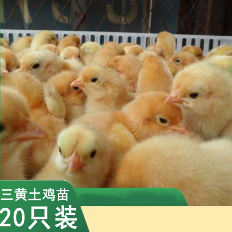 vieruodis (20只装)小鸡活苗 小鸡仔 土鸡苗 三黄鸡苗绿壳蛋鸡苗 鸡苗