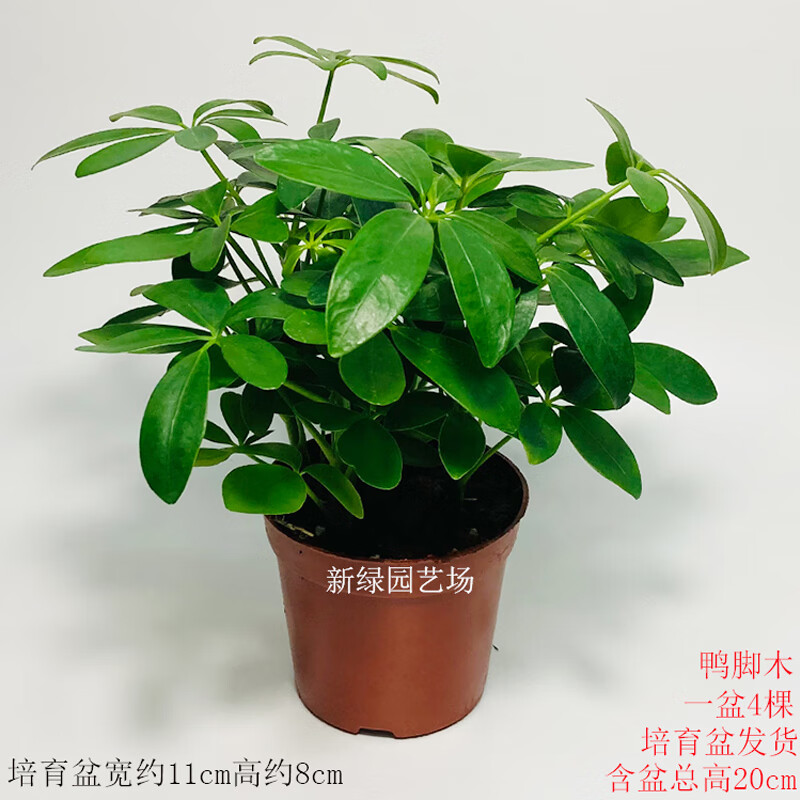 莲绿植花卉观叶植物四季常青净化空气 鸭脚木1盆4株苗总高20cm培育盆