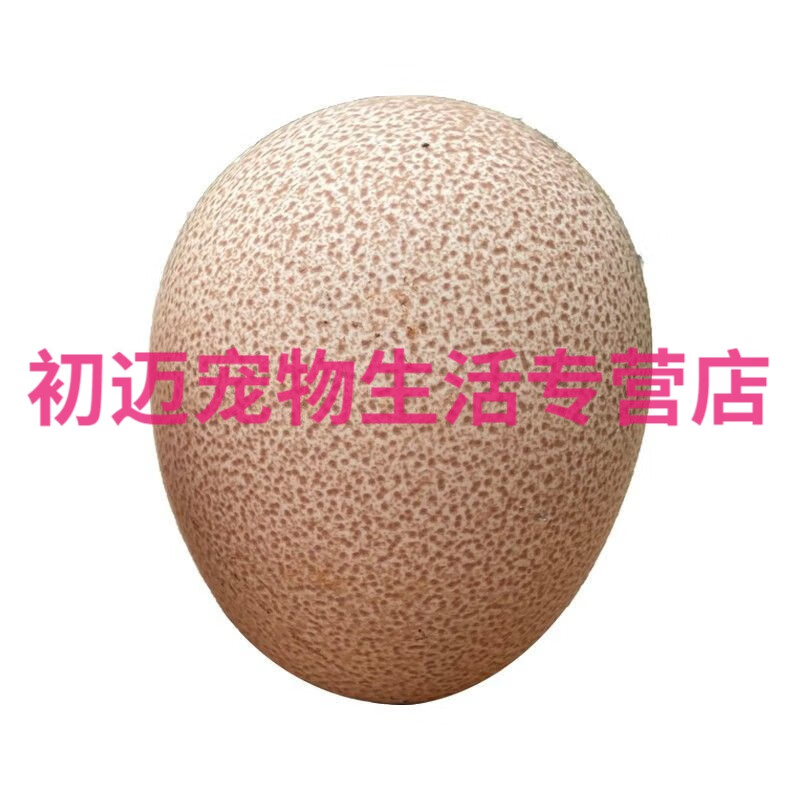 淼然阁珍珠鸡种蛋受精蛋可孵化纯种珠鸡蛋散养高产土鸡种蛋 珍珠鸡10