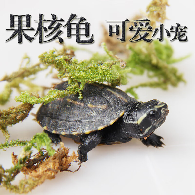 可爱果核龟蛋龟类观赏小龟养龟水龟 错甲3cm