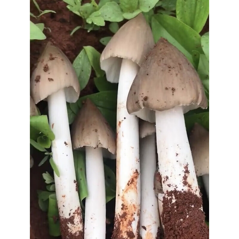 美乐途鸡枞菌新鲜云南四川菌斗鸡菇火把鸡枞三塔菇伞把菇 火把鸡枞菌