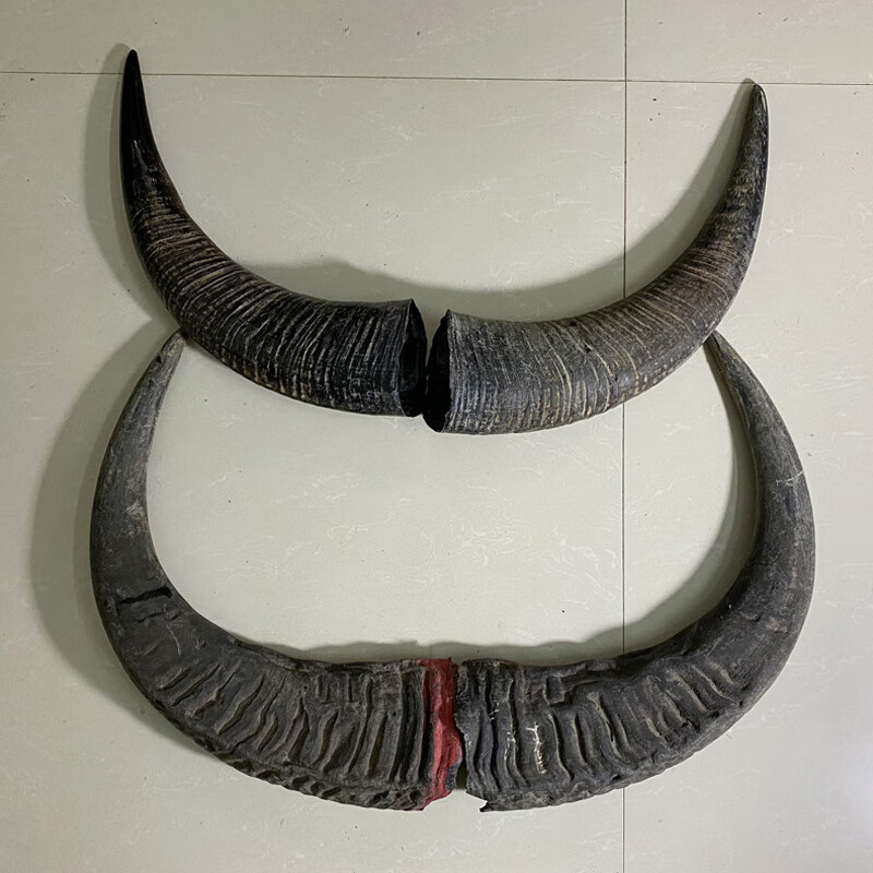 壮姑娘 天然牛头挂件真牛角黑水牛原始牛角整只角原料工艺品摆件 弧长