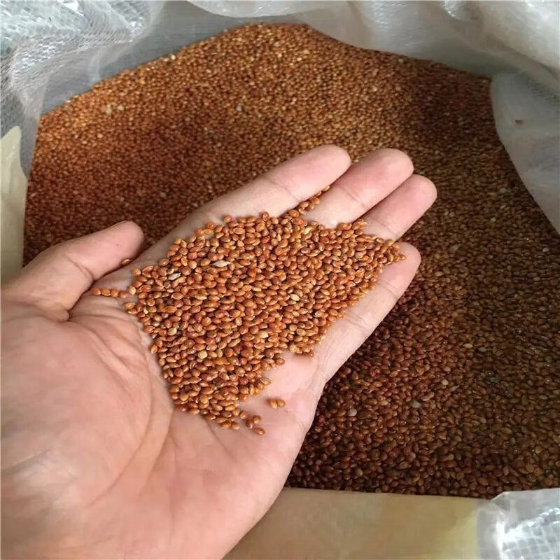 楚风汉韵散装红糜子种子黑糜白糜籽红稷种籽红黍子黑黍子种子黄米种植
