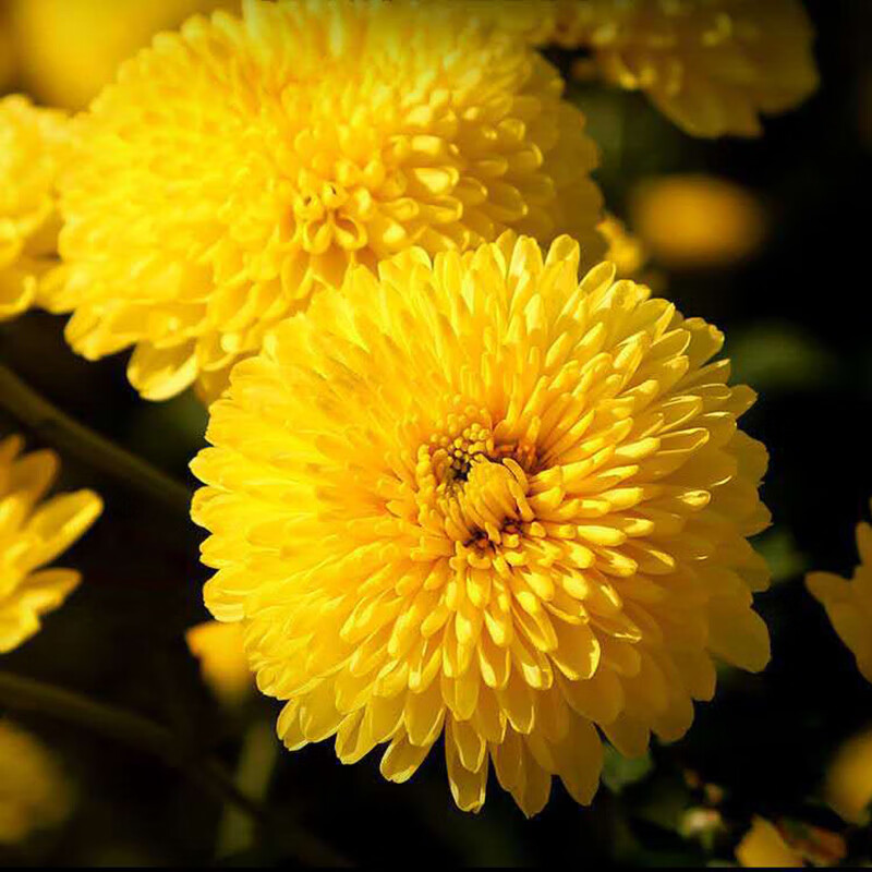 云台特级冰菊怀灵菊茶河南焦作雁门野生同仁堂韵遊游菊念路露菊花