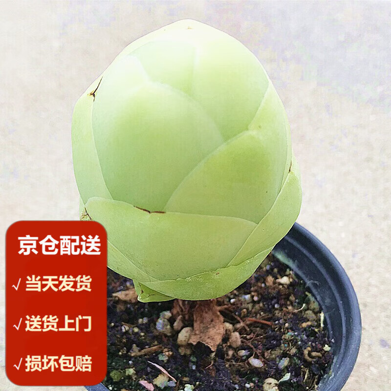 墨一(moyi)白玉鸡蛋山地玫瑰 多肉植物 肉肉植物 萌肉肉组合盆栽花卉