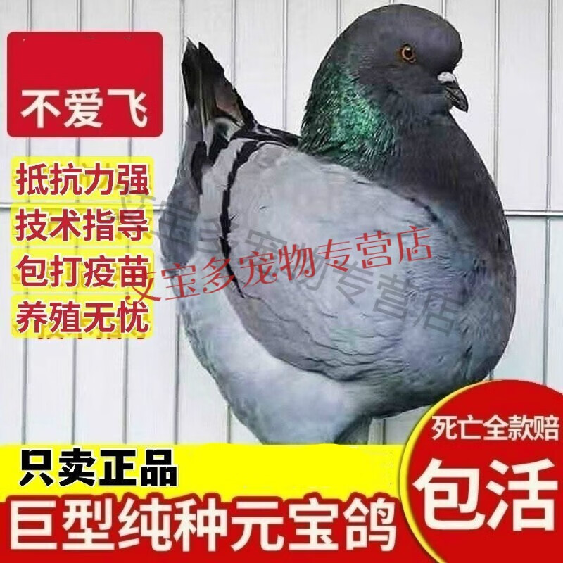 正宗元宝鸽子纯种大体元宝鸽子一公一母观赏鸽元宝鸽纯种鸽活体 红色