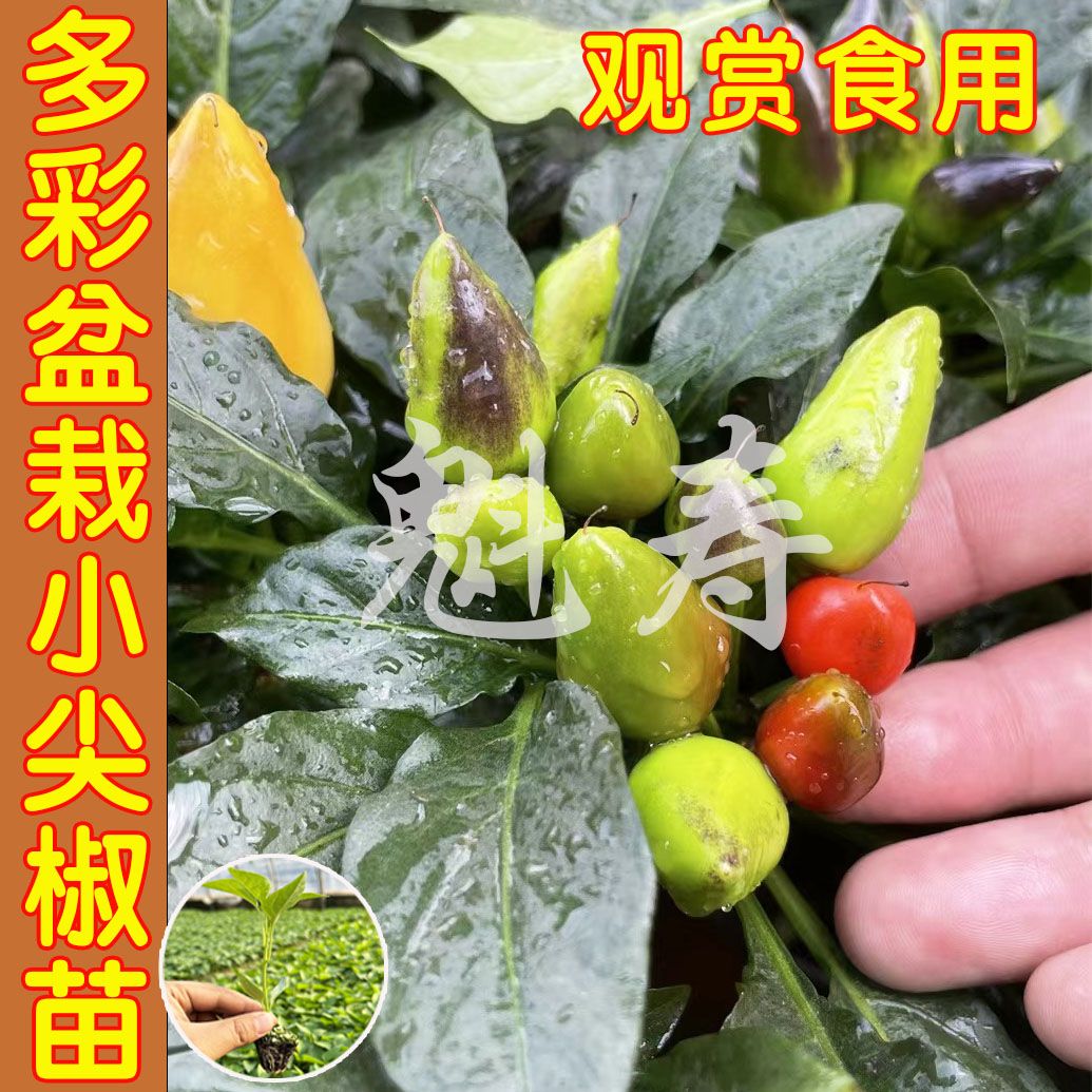 五彩辣椒花盆种植方法图片