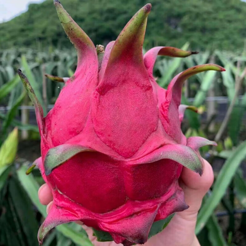 亲果力金都一号火龙果云南红心红肉火龙果个大饱满新鲜现摘红蜜宝 2个